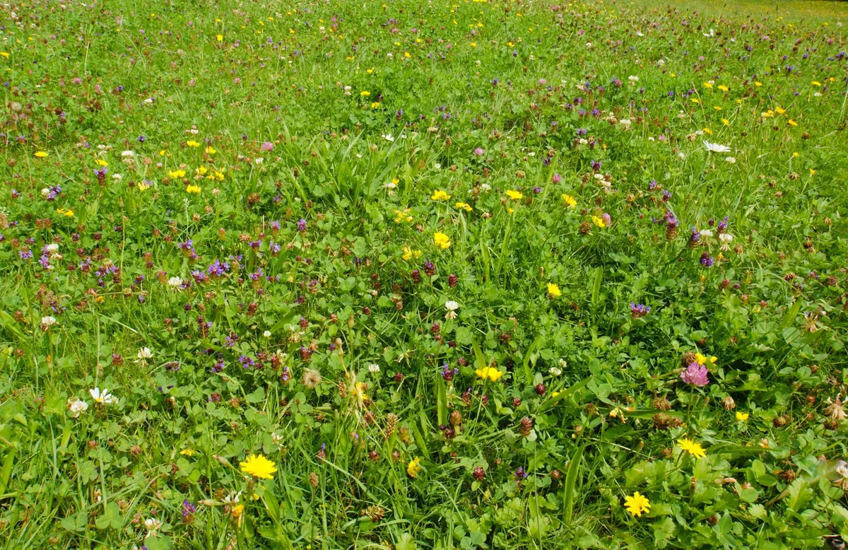 Auf dem Blumenrasen kann ebenfalls gespielt und entspannt werden, er bietet gleichzeitig aber auch Nahrung für Insekten.